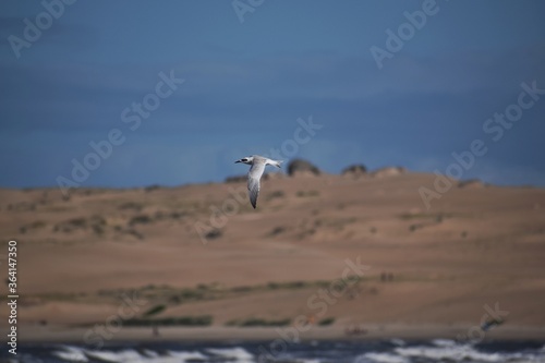 gaviota mar playa pesca vuelo ave pajaro