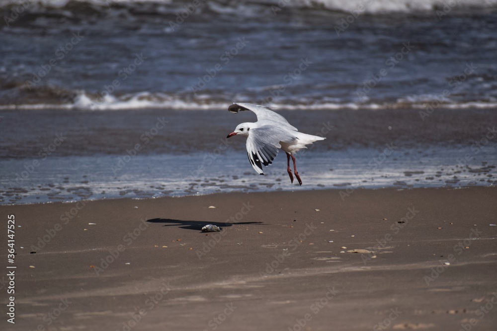 gaviota
mar
playa
pesca
vuelo
ave
pajaro gaviota
mar
playa
pesca
vuelo
ave
pajaro