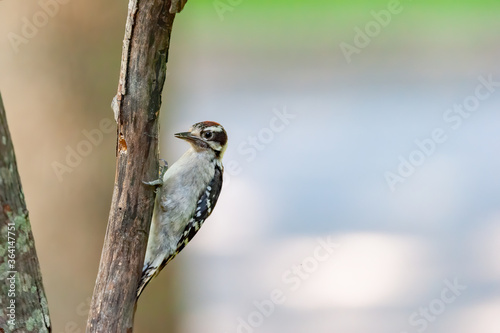 Male Downy Woodpecker