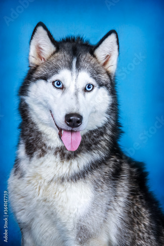 Fototapeta Naklejka Na Ścianę i Meble -  Husky with tongue stuck on a blue background