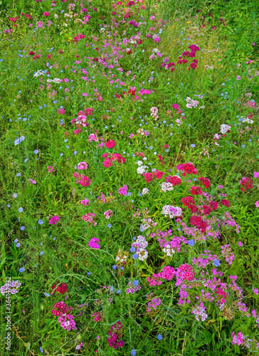 Meadow with colorful wild flowers