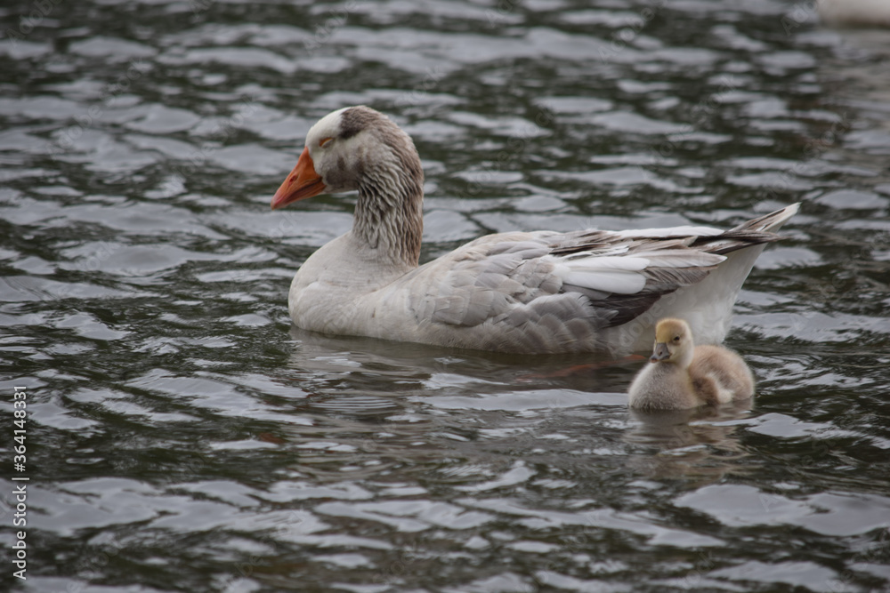 Greylag Goose with Gosling 01 Greylag Goose with Gosling 01