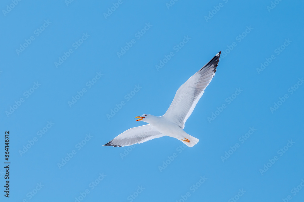 Obraz premium Heuglini's Gull (Larus heuglini) in Barents Sea coastal area, Russia