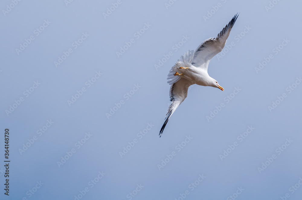 Obraz premium Heuglini's Gull (Larus heuglini) in Barents Sea coastal area, Russia