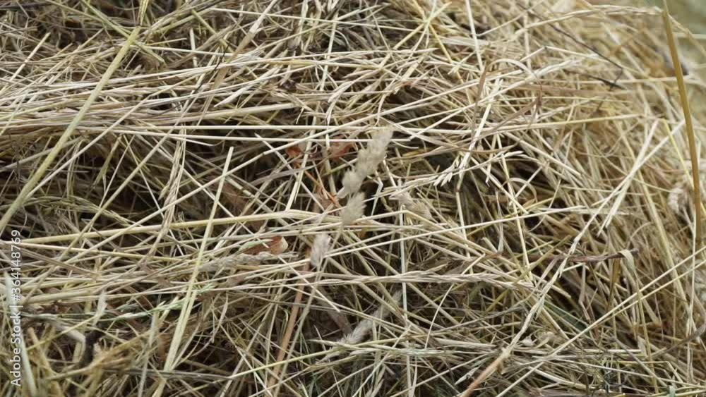 a dry grass in a pile of fresh hay swaying in the summer breeze a dry grass in a pile of fresh hay swaying in the summer breeze