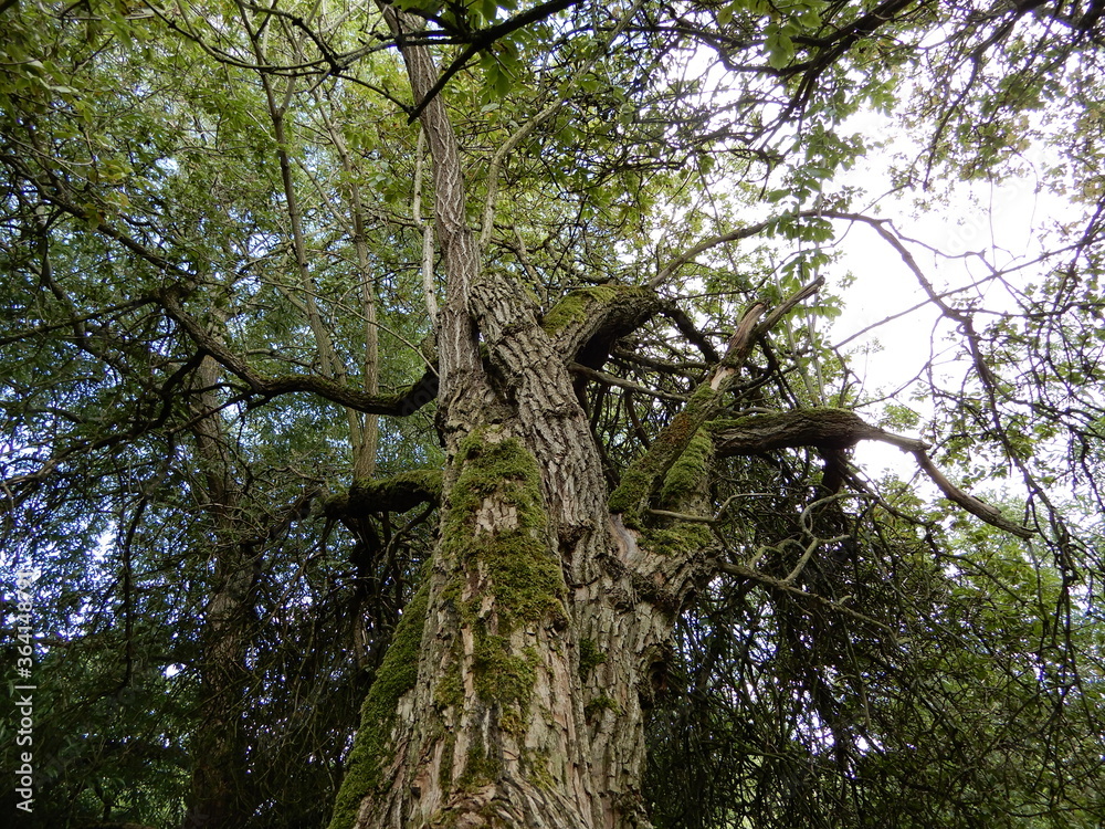Fototapeta premium old tree