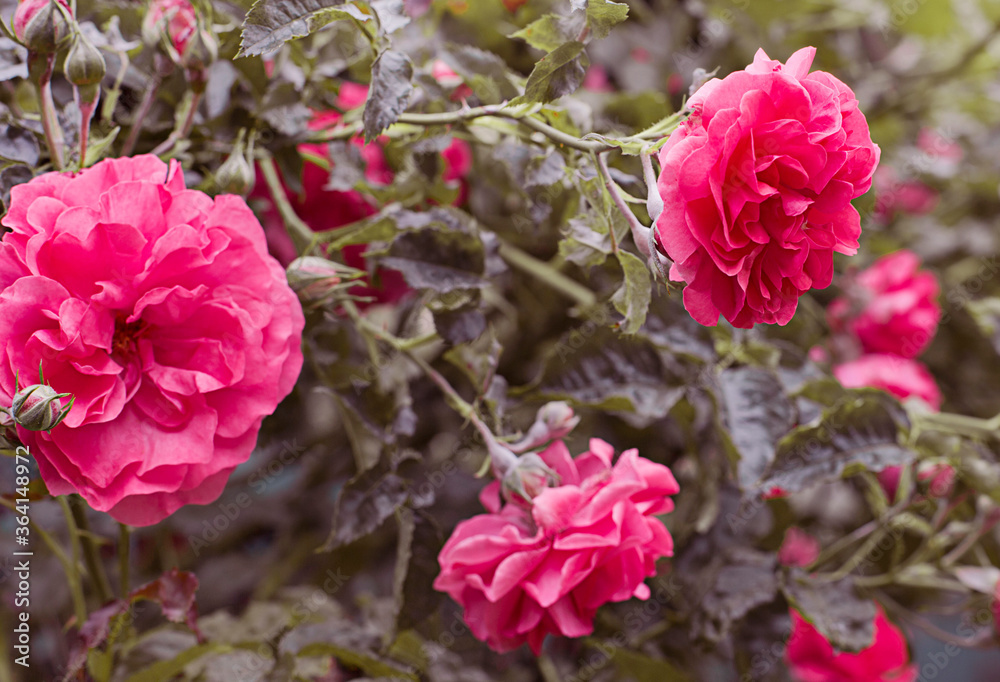 beautiful pink roses in the garden beautiful pink roses in the garden
