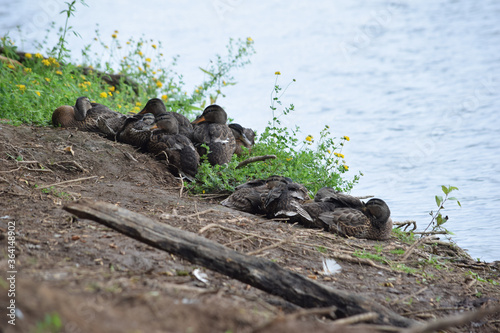 Φωτογραφία Mallard Gaggle
