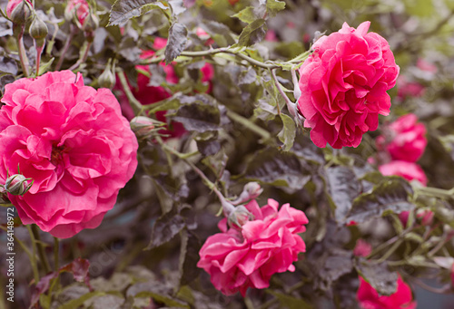 beautiful pink roses in the garden