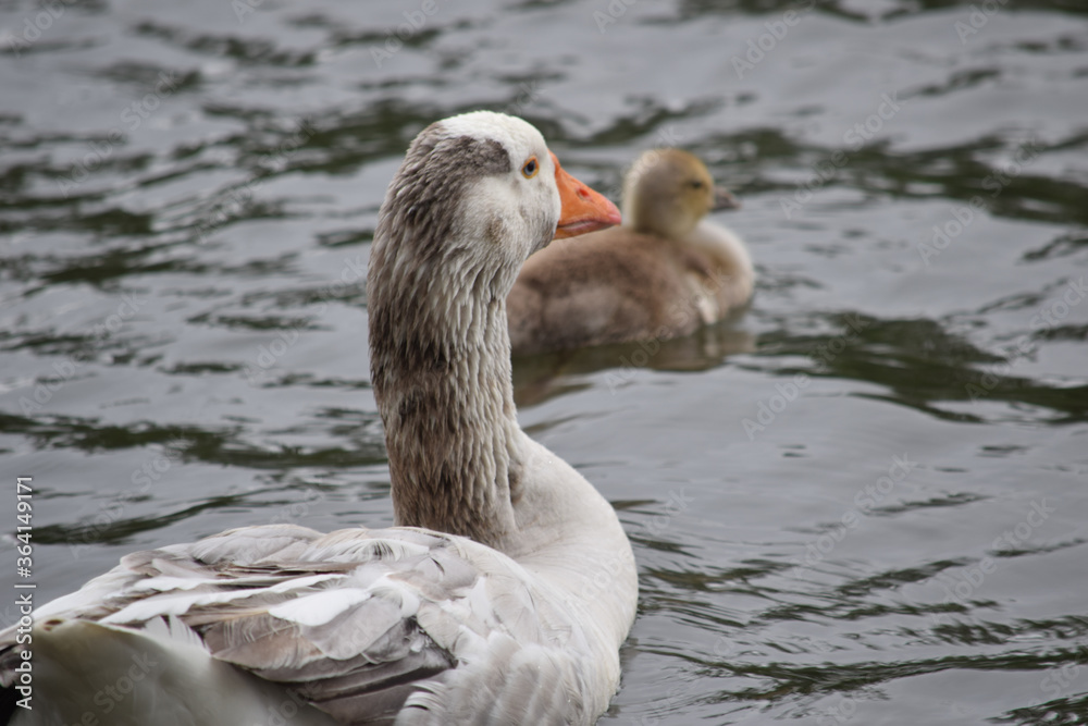 Greylag Goose with Gosling 02