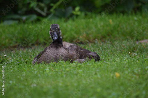 Juvenile Goose