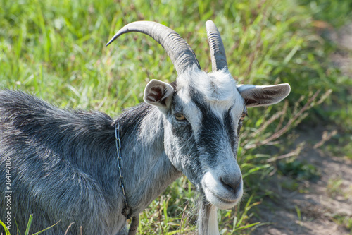 Domestic gray goat (lat. Capra aegagrus hircus) on pasture close-up