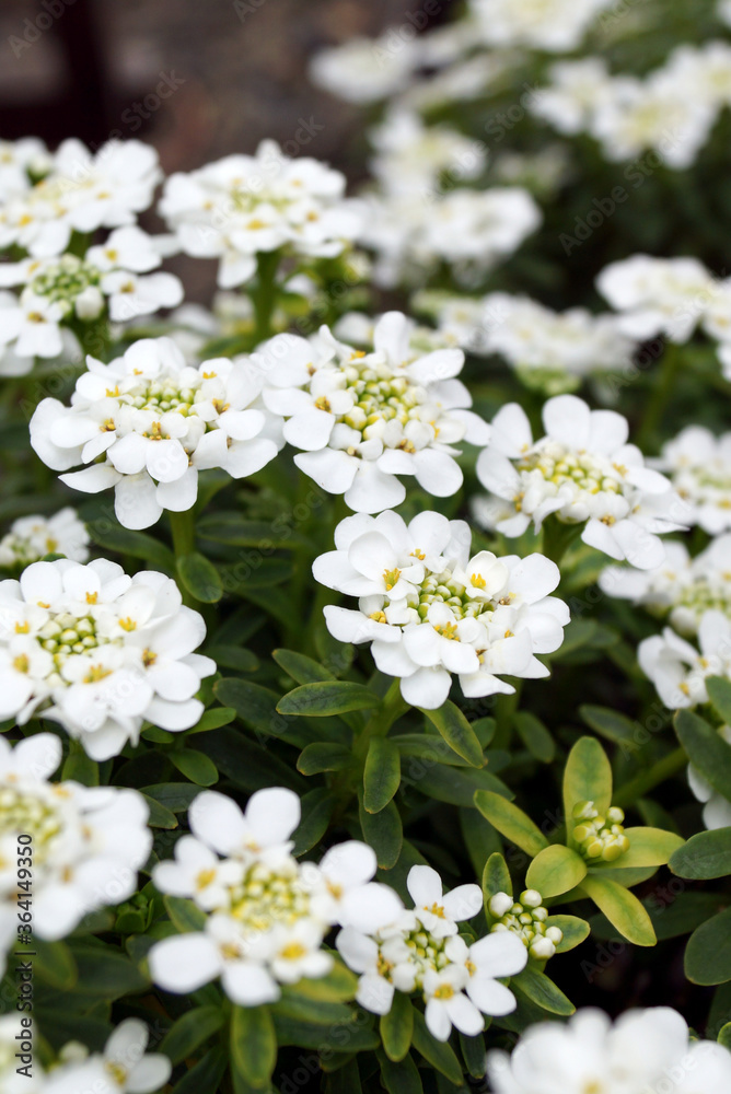 Vertical closeup of the white flowers of 'Alexander's White' perennial candytuft (Iberis sempervirens 'Alexander's White') Vertical closeup of the white flowers of 'Alexander's White' perennial candytuft (Iberis sempervirens 'Alexander's White')