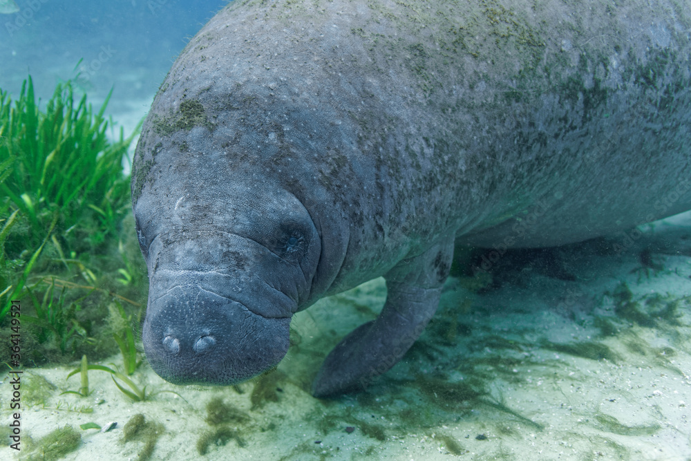 Close-up of a curious young West Indian Manatee (trichechus manatus) approaching an underwater photographer's camera in the shallow water at Hunter Springs, in Florida's King's Bay.