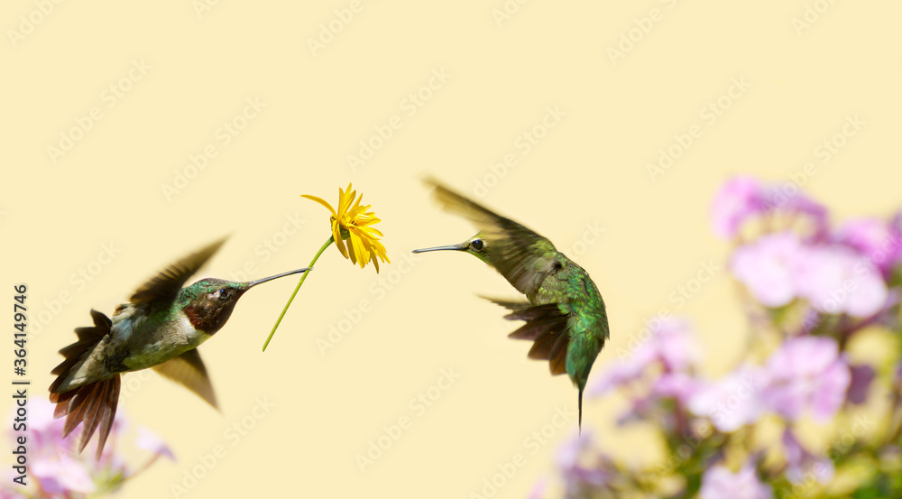 Love concept with a male hummingbird offering the female a flower.