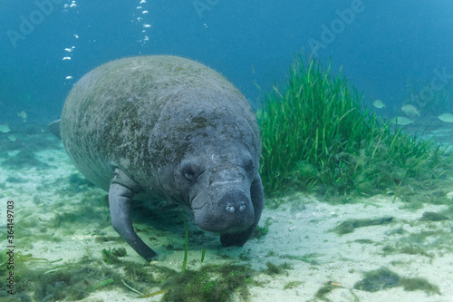 A curious young West Indian Manatee calf (trichechus manatus) approaches an underwater photographer's camera in the shallow water at Hunter Springs, in Florida's King's Bay.