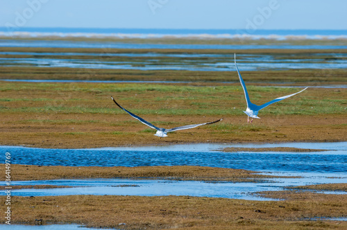Heuglini's (Larus heuglini) and Glaucous (Larus hyperboreus) Gulls in Barents Sea coastal area Russia