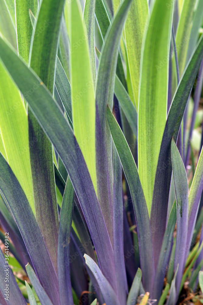 Obraz premium Vertical image of the spring foliage (leaves) of 'Gerald Darby' iris (Iris x robusta 'Gerald Darby)