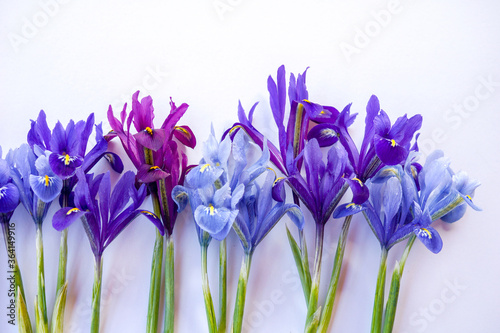 Fototapeta Naklejka Na Ścianę i Meble -  Horizontal image of purple and blue reticulated iris (Iris reticulata)  flowers against a white background, with copy space