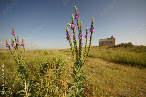 Wild flowers in the prairie with butterflies and an old school house with American flag in the distance.