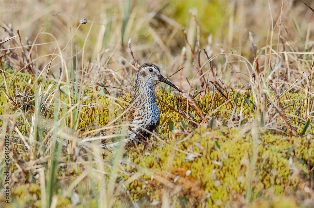 Dunlin (Calidris alpina) in Barents Sea coastal area, Russia Dunlin (Calidris alpina) in Barents Sea coastal area, Russia