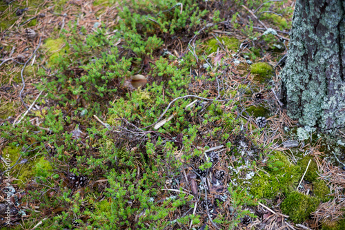 Moss in the forest, focus on the ground. Karelia © Tetiana