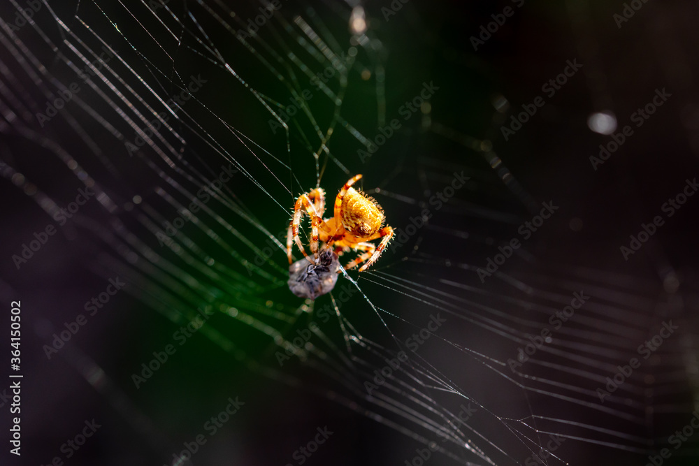 Spider on its web hunting insects Spider on its web hunting insects
