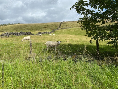 Sheep grazing in a meadow, with long grass, and a dry stone wall near, Delph, Oldham, UK