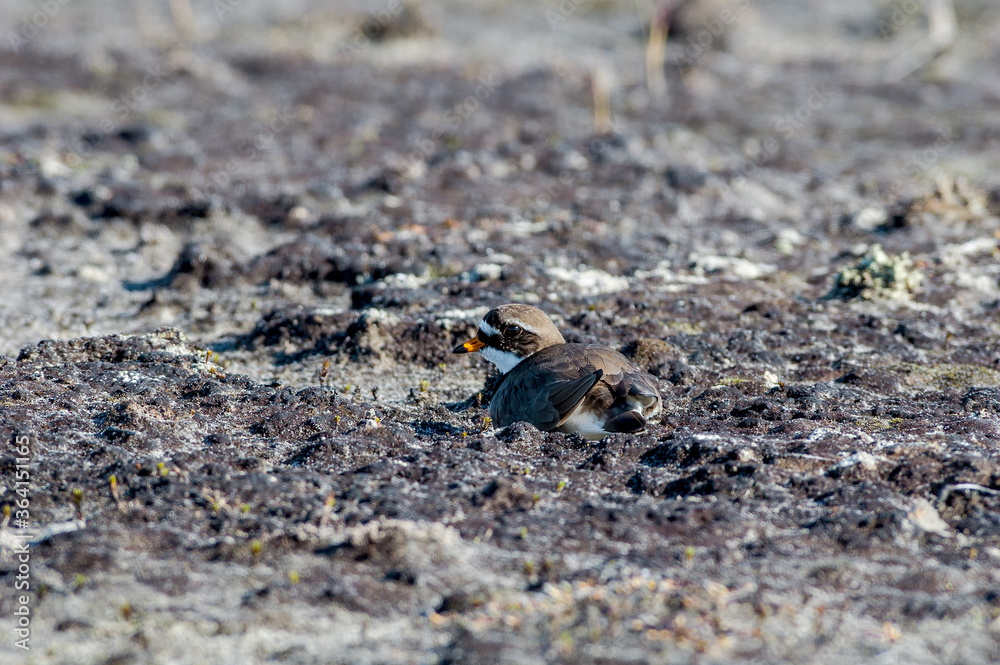 Ringed Plover (Charadrius hiaticula) in Barents Sea coastal area, Russia Ringed Plover (Charadrius hiaticula) in Barents Sea coastal area, Russia