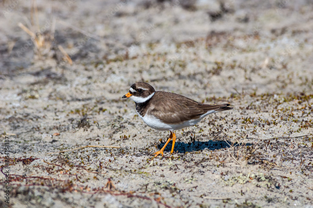 Ringed Plover (Charadrius hiaticula) in Barents Sea coastal area, Russia