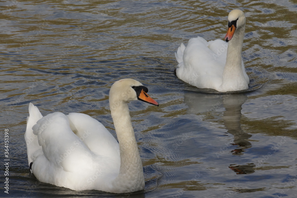 Obraz premium Swan on the water. Photo for art decoration and blog story.