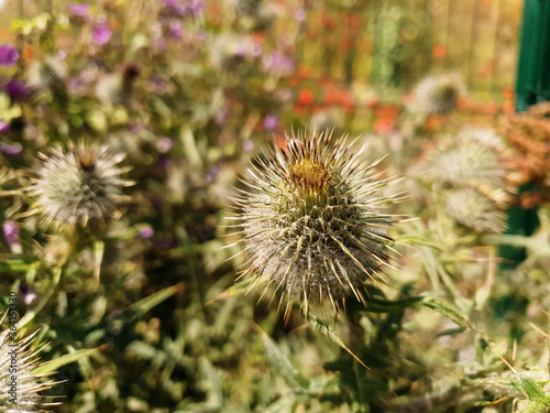 Close up view of the bud of thistle (Cirsium vulgare) plant in the field. View from above with blurry background. Sunny day.
