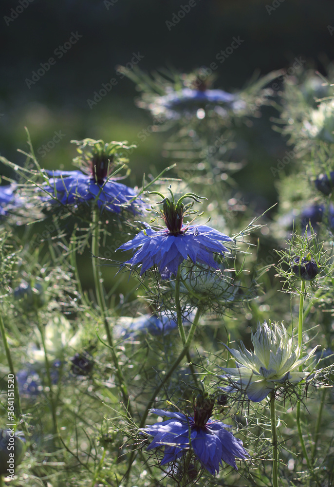 Φωτογραφία The beautiful blue flowers of Nigella damascena also known as Love in a mist