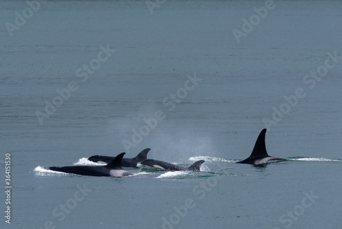 Pod of orca's swimming in the Salish sea in British Columbia Canada © Leon
