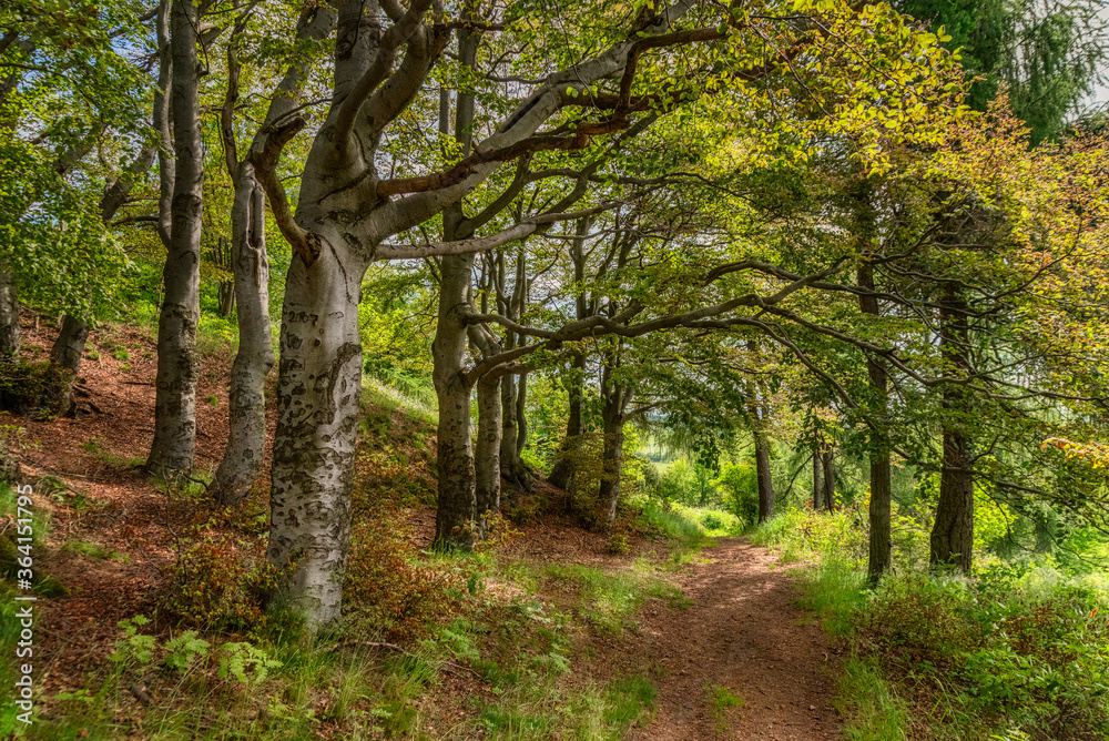 Weg durch einen Krüppelbuchenhain im Erzgebirge Weg durch einen Krüppelbuchenhain im Erzgebirge