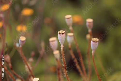 Mohnkapseln an verblühte Mohnblumen