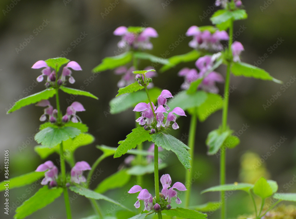 It blooms in nature deaf nettle purple (Lamium purpureum) It blooms in nature deaf nettle purple (Lamium purpureum)