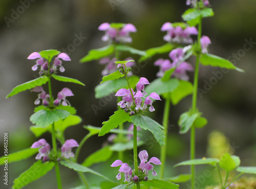 It blooms in nature deaf nettle purple (Lamium purpureum)