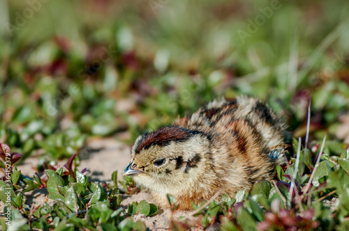 Willow Ptarmigan (Lagopus lagopus) chick in Barents Sea coastal area, Russia