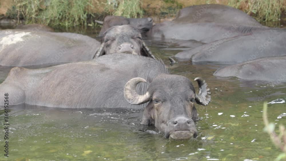 Buffaloes taking bath in a small canal in India. Buffaloes taking bath in a small canal in India.