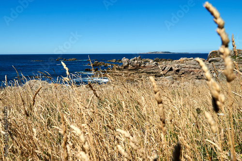 Costa maritima in Rias Baixas, san vicente del mar, foliage of plants in the foreground out of focus on sunny summer day.
