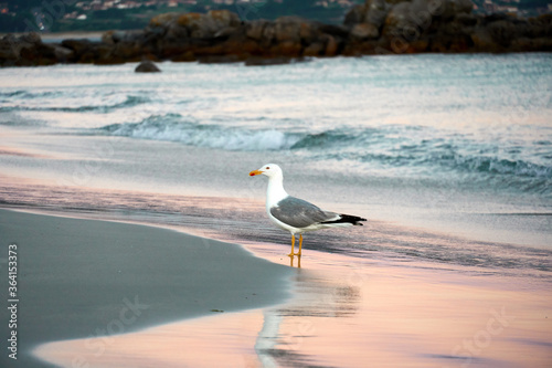 
Seagull perched on its legs on the shore of the sea bathing with the waves, in Rias Baixas, Galicia at sunset