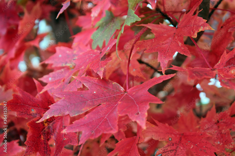 Fototapeta premium Fall Leaves