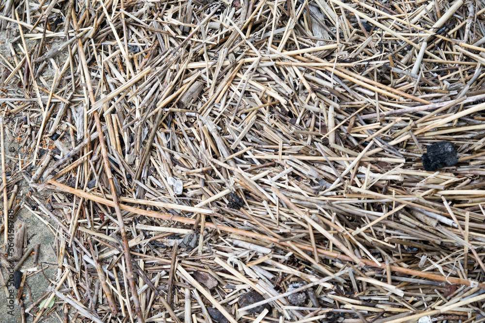 The texture of hay or dried grass is a warm shade.