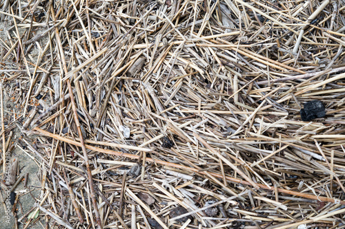 The texture of hay or dried grass is a warm shade.