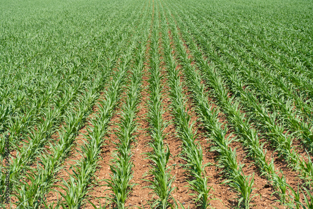 Rows of young corn shoots on a cornfield