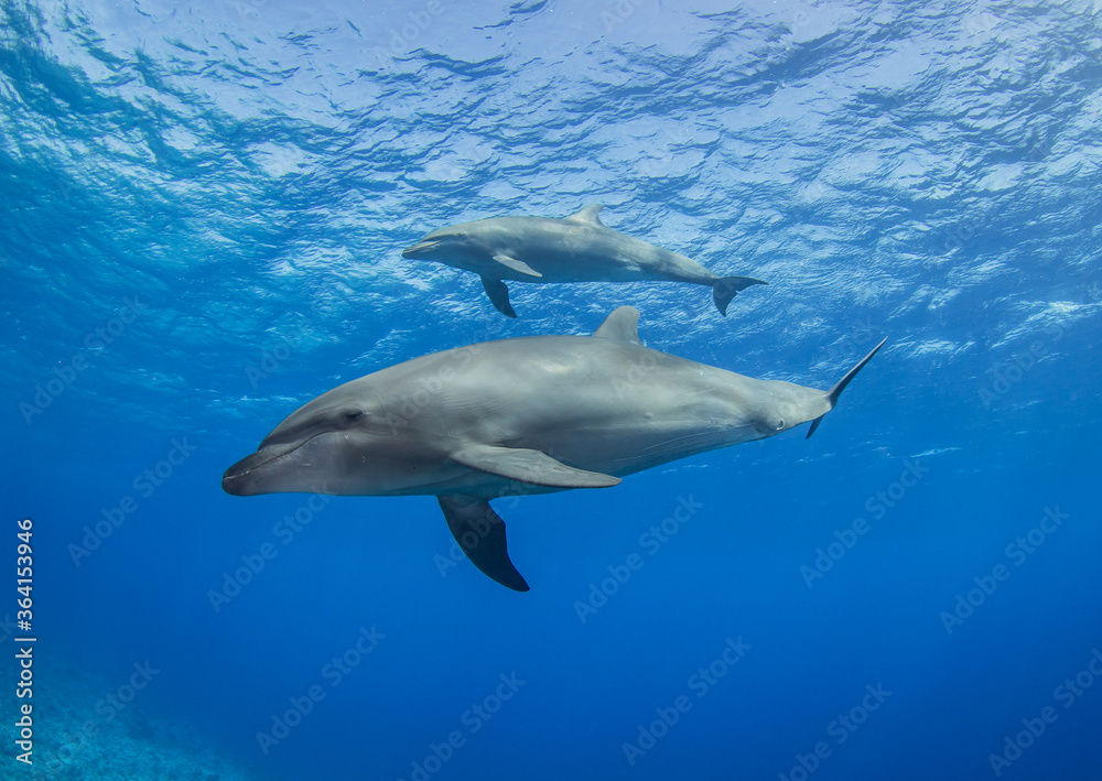 Dolphins underwater Dolphins underwater