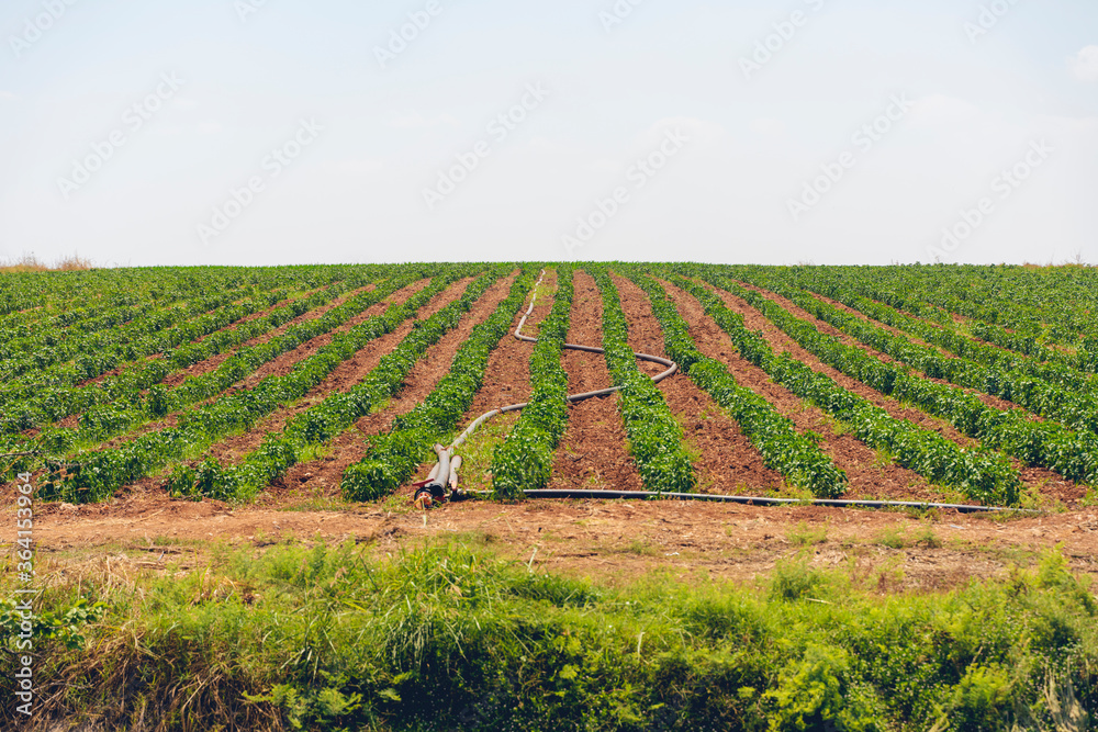 A field irrigation sprinkler system waters rows of pepper crops on farmland
