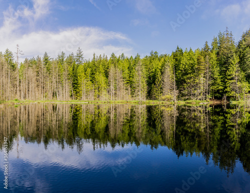 beautiful small White lake surraunded by tall forest in british columbia Canada.