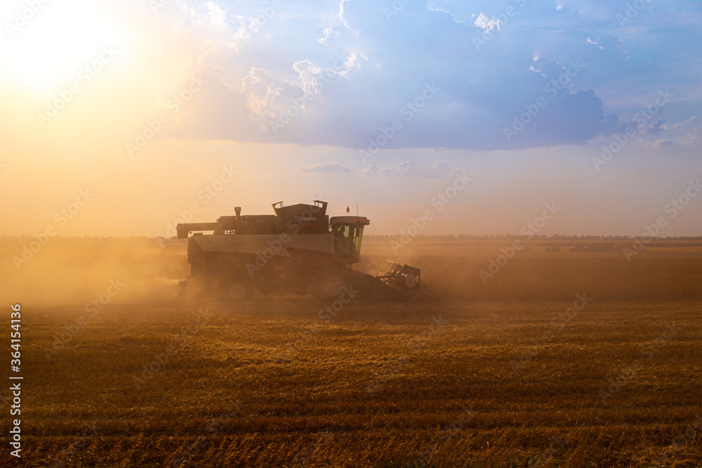 Fototapeta premium combines on the field harvest wheat, agriculture, Russian fields